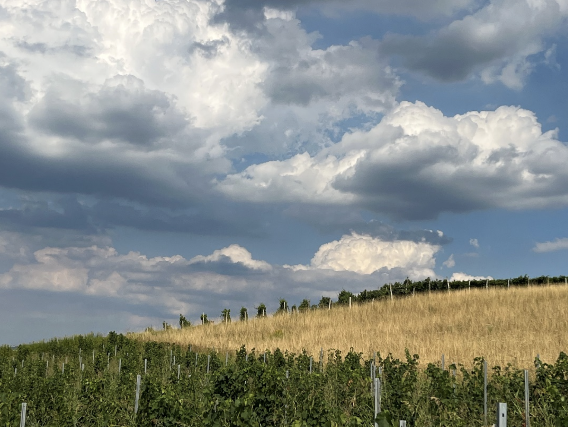 a field with blue skies overhead